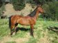 Amazing Polish Arab mare for sale or lease