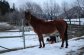 1989 Polish Arab mare