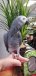 African Grey Parrot For Sale