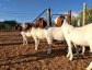 Boer Buck for sale.