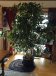 House plant for sale