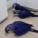 Hyacinth Macaw for sale