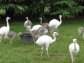 Ostrich chicks, Emus,Rhea chick and eggs