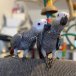 African Grey Congo Parrot for sale