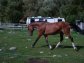 Beautiful Dutch Warmblood mare available for lease