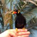 Indian Hill Mynah For Sale