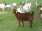 Live Dairy cows, live dairy goats and live dairy sheep