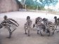 Ostrich Chicks And And Emu Chicks And Eggs For Sale -