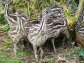 Ostrich Chicks, Emu and Rhea Chicks And Hatching Eggs For Sale -
