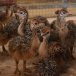 Quality Ostrich & Emu Chicks and Eggs for sale