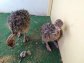 Quality Ostrich &amp; Emu Chicks and Eggs for sale