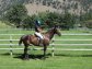 Wonderful Thoroughbred mare for sale
