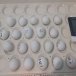 freshly laid Fertile parrot eggs and parrots