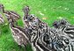 Fertile Emu chicks and hatching Eggs For Sale